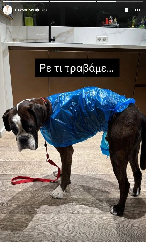 σκύλος Κοσιώνη