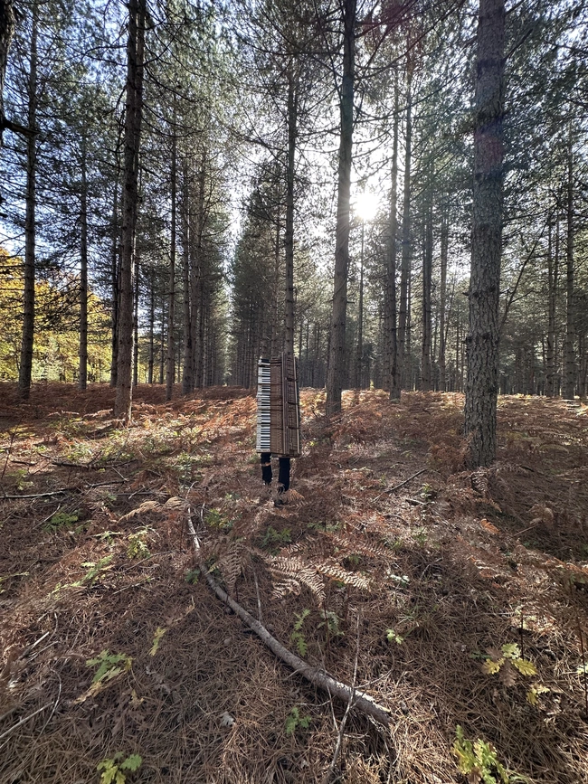 Μελαχρινός Βελέντζας