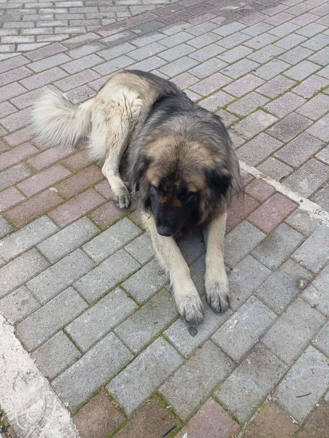 σκύλος-Νάουσα