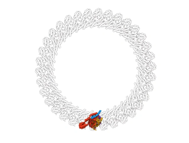 Απομονωμένες πρωτεΐνες του μαστιγωτού κινητήρα