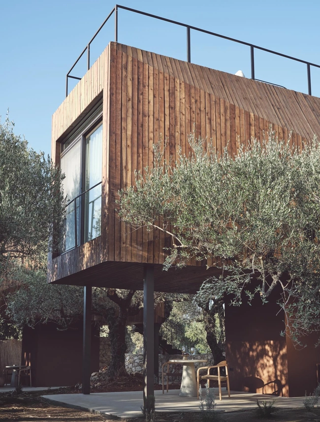 olive tree hoise