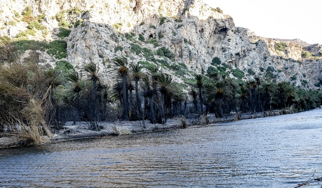 Εικόνες από τα καμμένα στην παραλία Πρέβελη