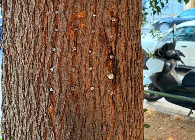 Καρφιά σε κορμό δέντρου