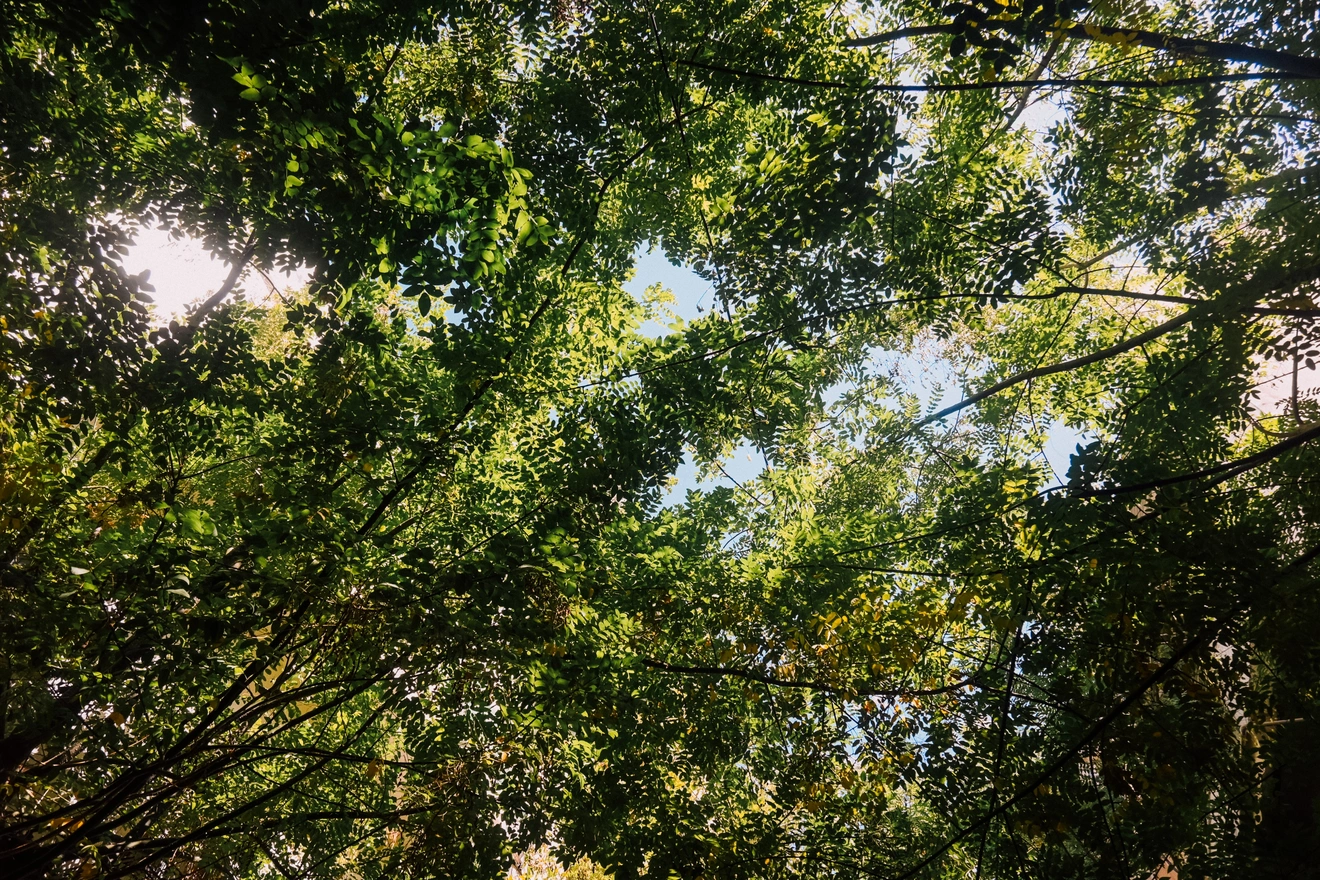 Οδός Νικοπόλεως.