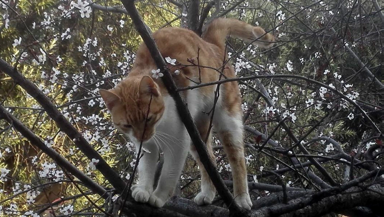 γάτα