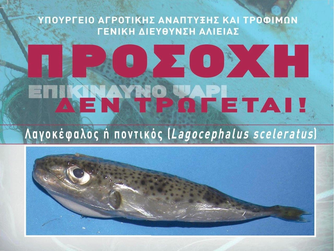 Λαγοκέφαλος αφίσα