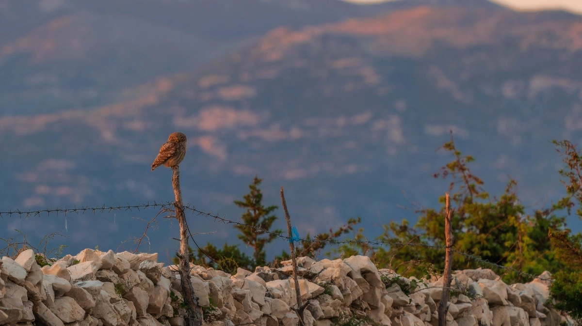 Κουκουβάγια