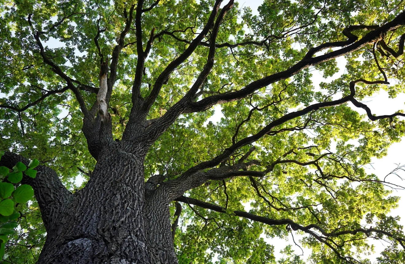 Πουρνάρι (Quercus coccifera)