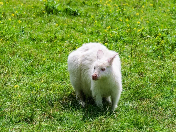 kagkoyro - albino