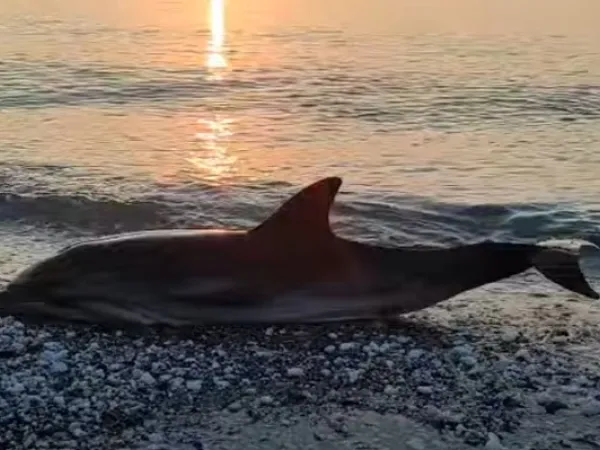 delfini-larisa