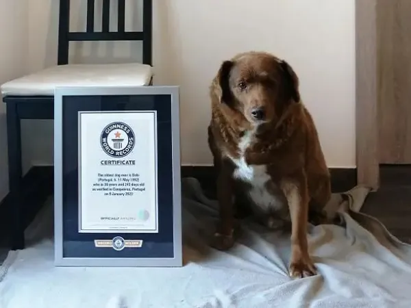Μπόμπι, ο γηραιότερος σκύλος του κόσμου