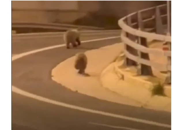 Τα αρκουδάκια διασχίζουν τον δρόμο
