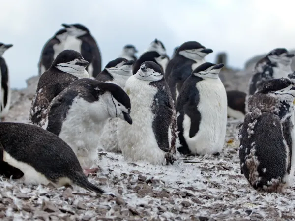 Οι πιγκουίνοι chinstrap