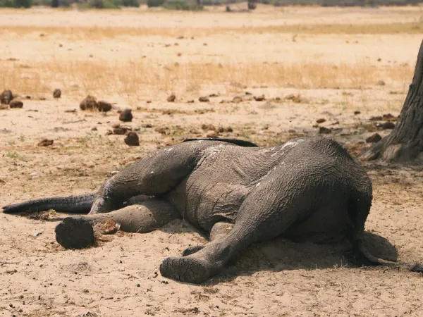 Ένας από τους ελέφαντες που βρέθηκε πρόσφατα νεκρός