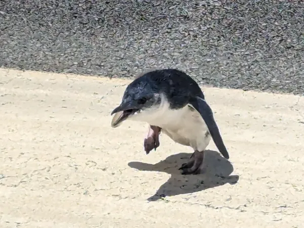 Ο «δράστης» πιγκουίνος