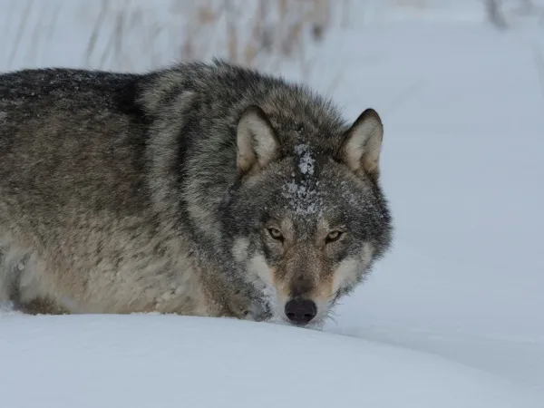 Λύκος του Τσερνόμπιλ