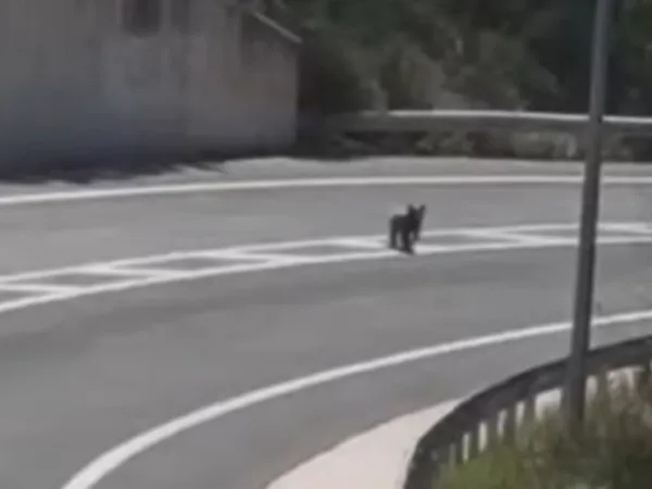 Αρκούδα σε αυτοκινητόδρομο στο Μέτσοβο