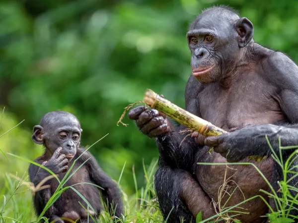 Πίθηκοι Μπονόμπο