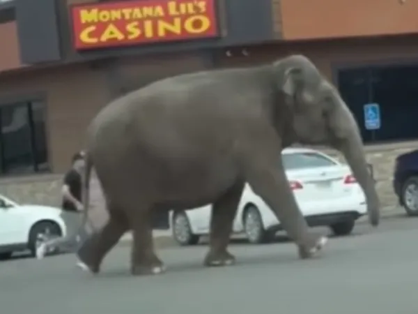 Ελέφαντας το έσκασε από τσίρκο και έκανε βόλτες στη Μοντάνα