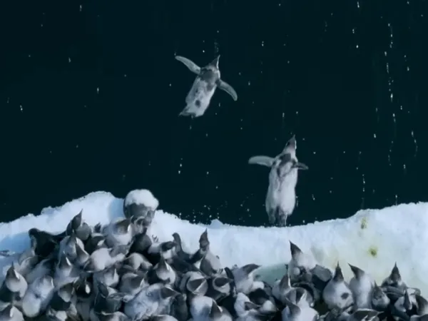 Πιγκουινάκια πηδούν από βράχο 15 μέτρων για να φάνε