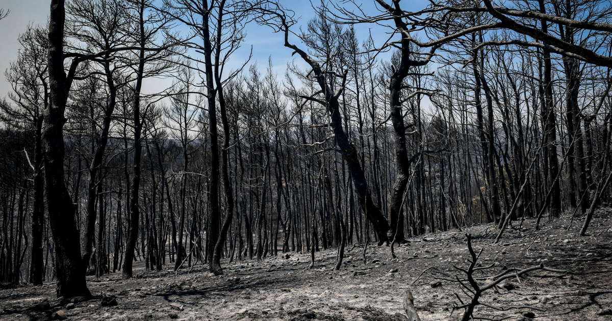 Φωτιά στην Ελλάδα: Τι ισχύει με την αναδάσωση και το αντιπύρ - Δασολόγος απαντά σε 7 ερωτήματα