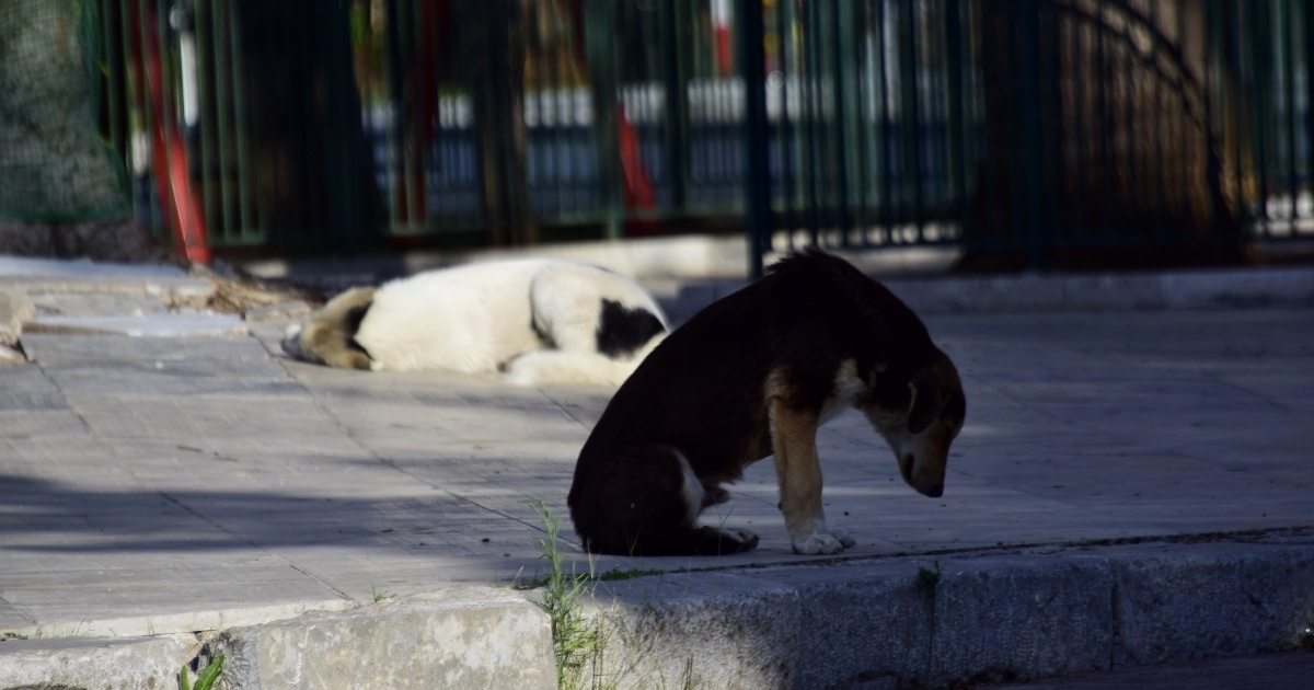 Γαστούνη: Προθεσμία για να δώσει γραπτές εξηγήσεις πήρε η 60χρονη, που σκότωσε το σκυλάκι
