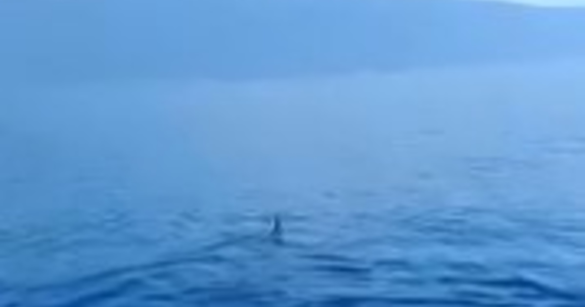 Καρχαρίας μάκο εμφανίστηκε στον Παγασητικό: «Πρόκειται για ένα άγριο ζώο», λέει ειδικός