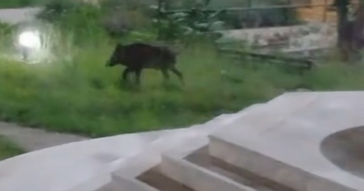 Πρωτοφανείς εικόνες στην Πάτρα: Αγριογούρουνα έκοβαν βόλτες στην Πανεπιστημιούπολη
