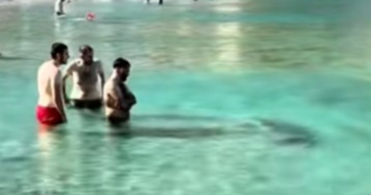 Σύμη: Φώκια έκανε «guest» σε παραλία και κολύμπησε δίπλα στους λουόμενους
