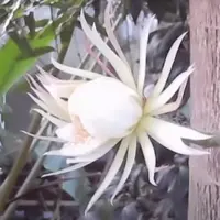 Το φεγγαρολούλουδο