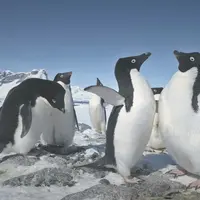 penguins