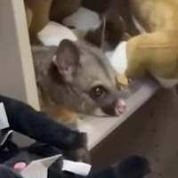 Οπόσουμ τρύπωσε σε κατάστημα δώρων στην Τασμανία