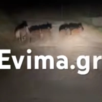 Αγριογούρουνα στην Εύβοια