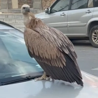 Γύπας πάνω σε αυτοκίνητο