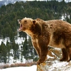 arkoyda