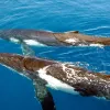 Μεγάπτεροι φάλαινες