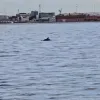 Δελφίνι στον Θερμαϊκό