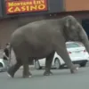 Ελέφαντας το έσκασε από τσίρκο και έκανε βόλτες στη Μοντάνα