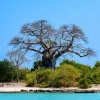 Το λεγόμενο «δέντρο της ζωής»