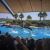 Επίδειξη δελφινιών στο Αττικό Ζωολογικό Πάρκο