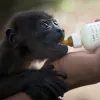 Μαϊμού