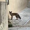 Μια αλεπού στο Παγκράτι