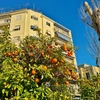 athina-nerantzia