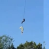 Η ανάσυρση του κροκοδείλου που έφαγε τον άνδρα