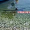 καρχαρίας