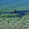Καρχαρίας στις Κεχριές