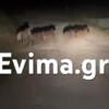 Αγριογούρουνα στην Εύβοια