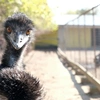 emu