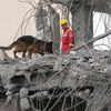 Διασώστης και ένας σκύλος ανίχνευσης κάνουν έρευνα στα ερείπια κατεστραμμένου οικήματος στην Τεχεράνη