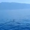 καρχαρίας 